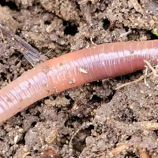 Earthworm in garden soil