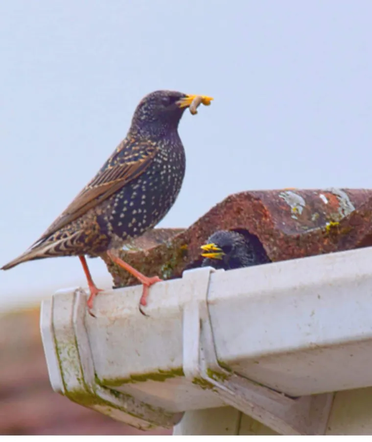 Starlings nesting under a roof tile at the gutter