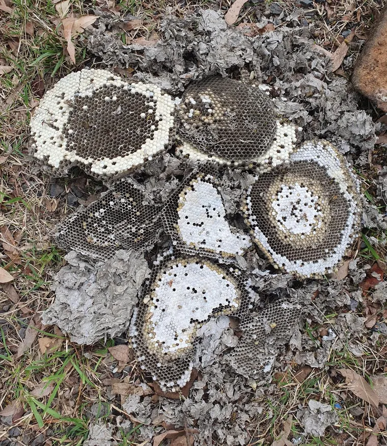 Wasp nest combs removed from a Melbourne property
