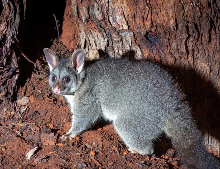 Common brushtail possum on the ground at night