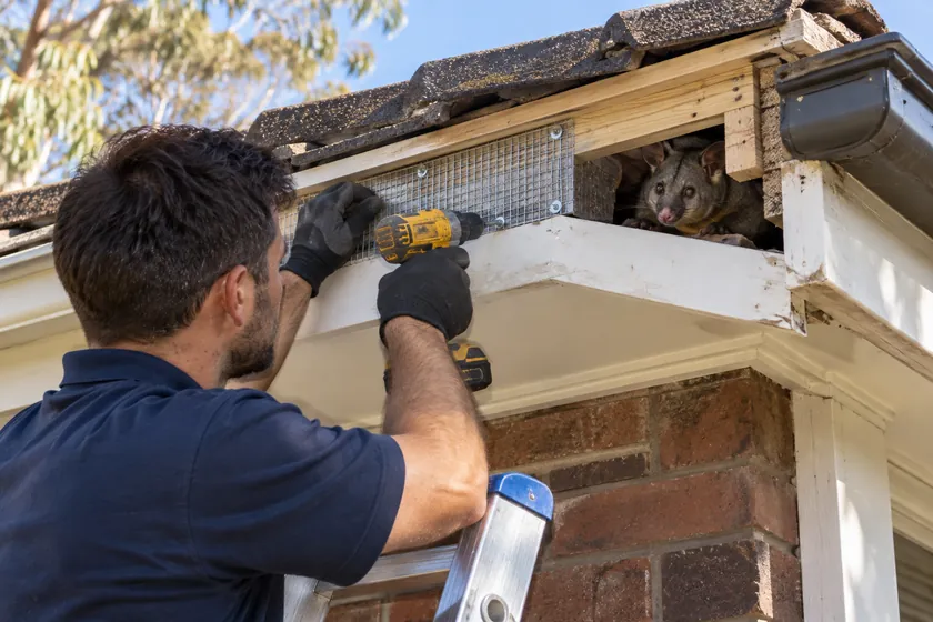 Technician fixing galvanised mesh and new timber over a possum entry gap at the eave