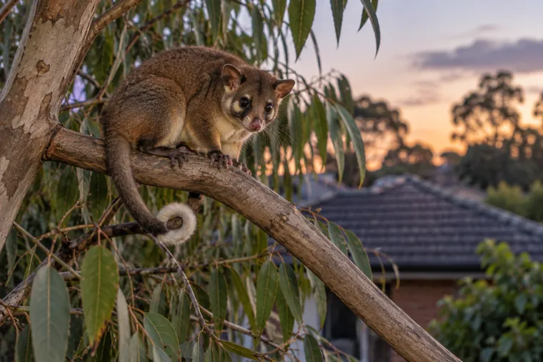 Common ringtail possum on a branch at dusk