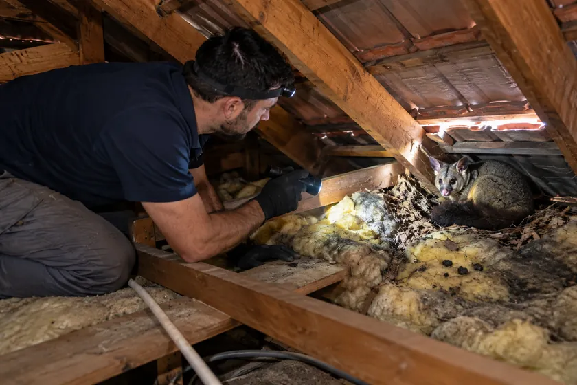 Technician with a head torch finding a brushtail possum nesting on flattened insulation in a Melbourne roof void
