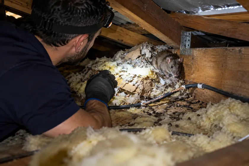 Rat at its nest of shredded insulation beside a chewed cable in a roof void