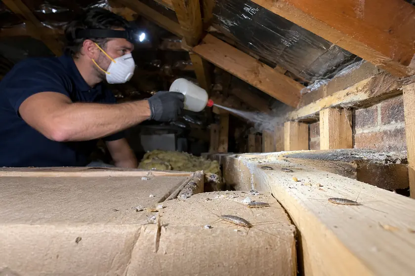 Technician dusting a roof void wall frame where silverfish are on the timber