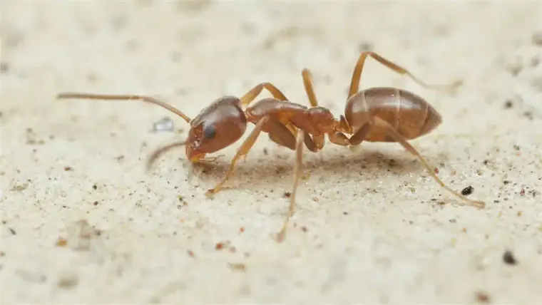Argentine ants