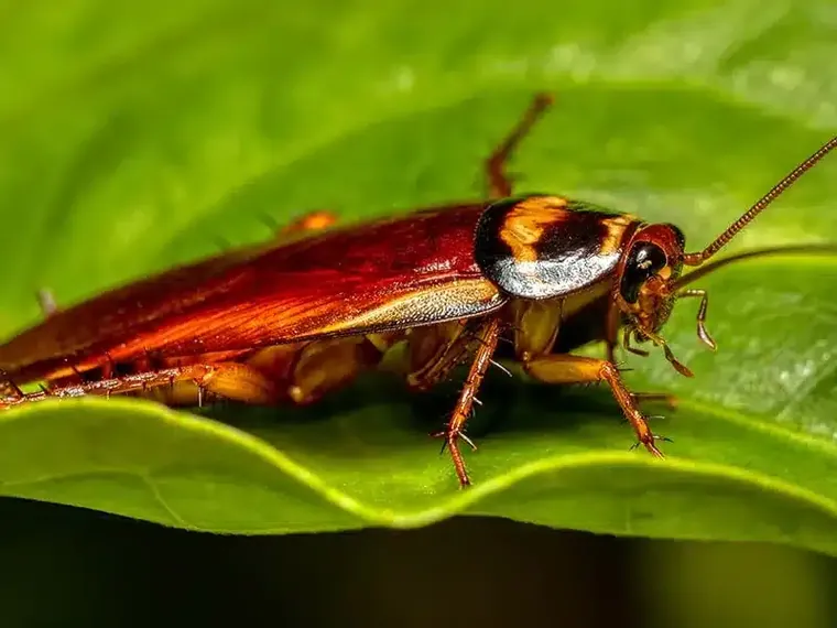Australian cockroach