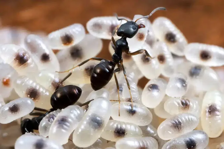 Black house ants