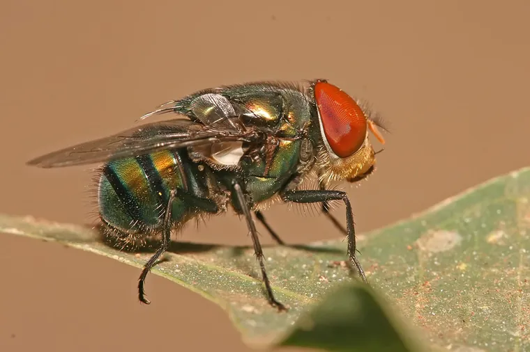 Blowfly
