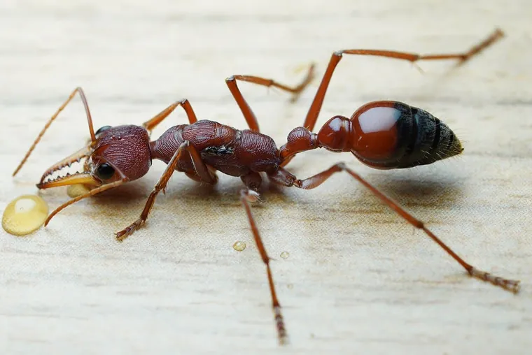 Bull ant