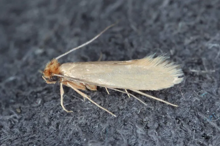 Webbing clothes moth