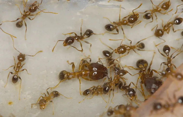 Coastal brown ants