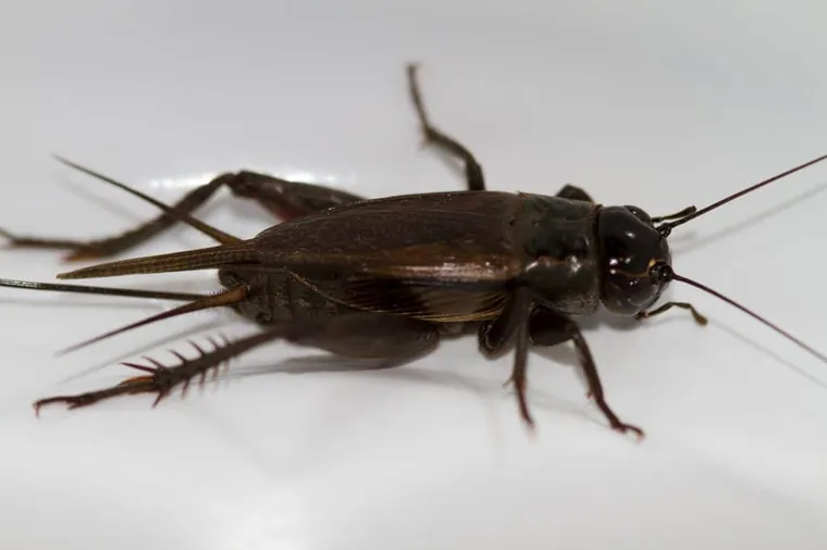 Black field cricket