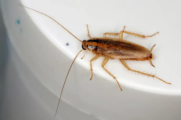 German cockroach, the small kitchen cockroach