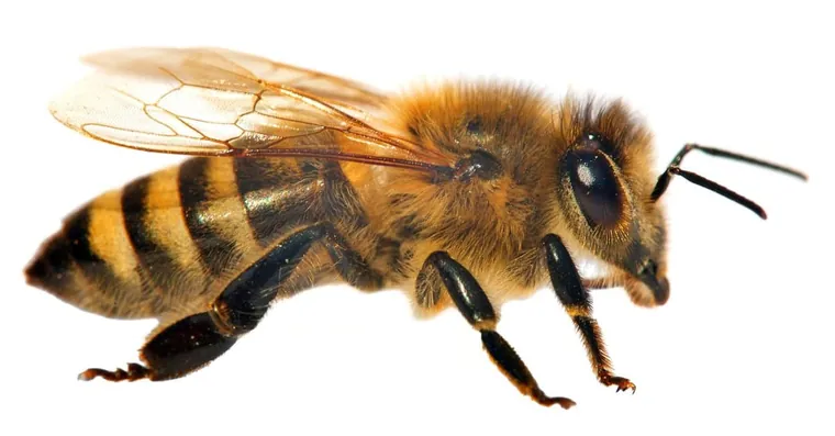 Honey bee