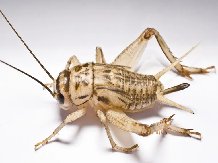House cricket
