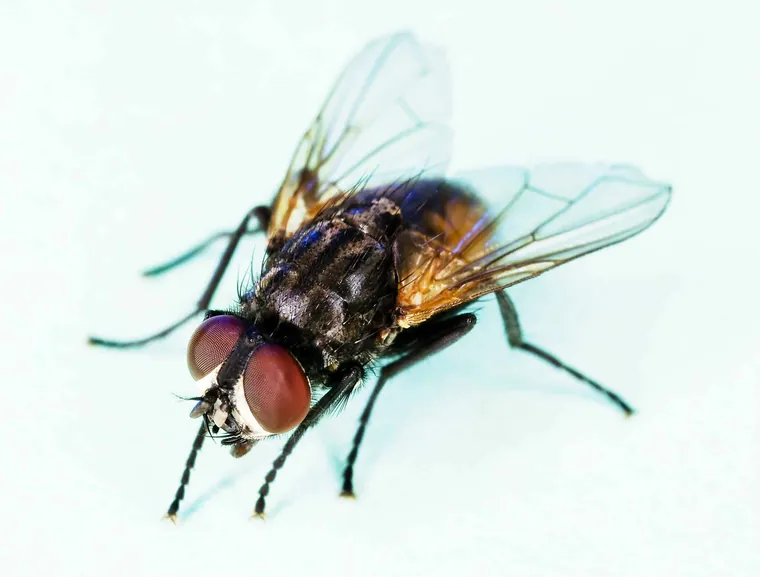 Common house fly