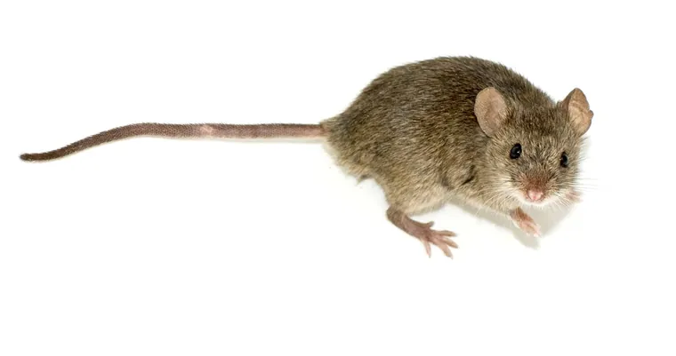 House mouse