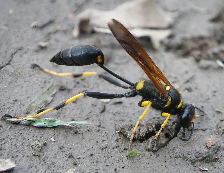 Mud dauber wasp