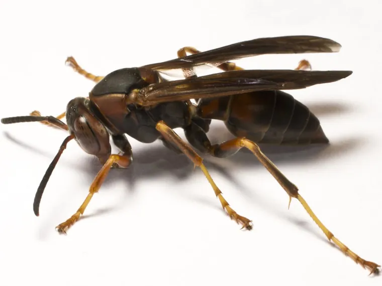 Paper wasp