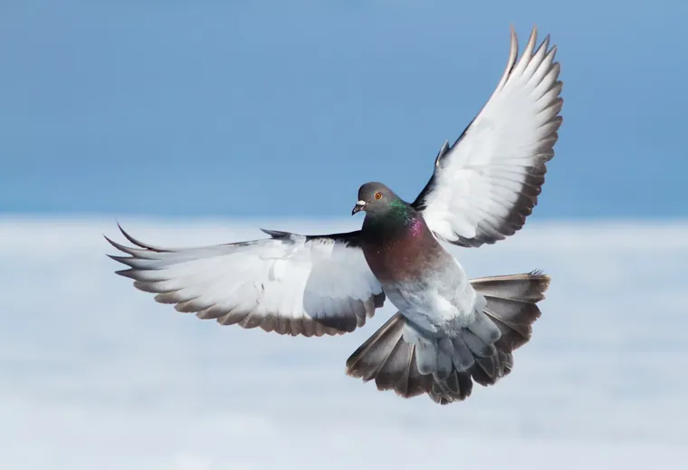 Feral pigeon in flight