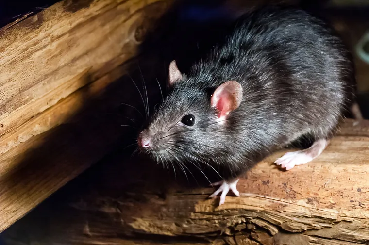 Roof rat