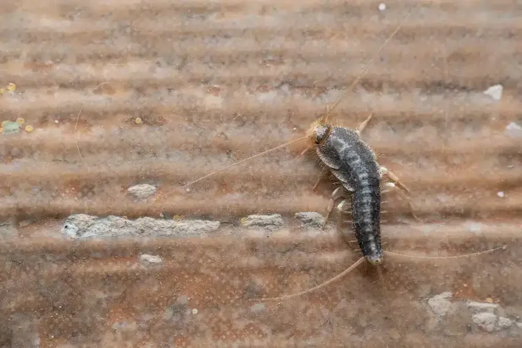 Silverfish