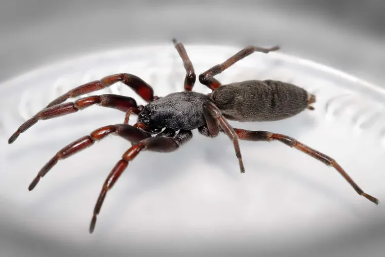 White tail spider